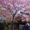 桜の下で～伊豆の踊子1