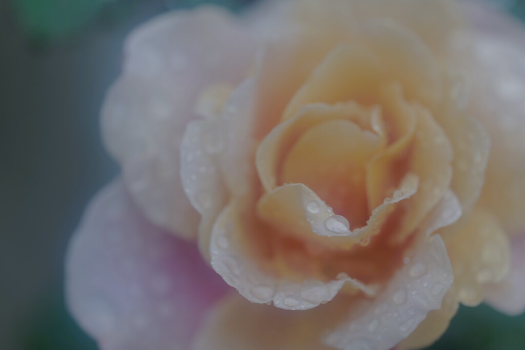 雨に濡れる薔薇