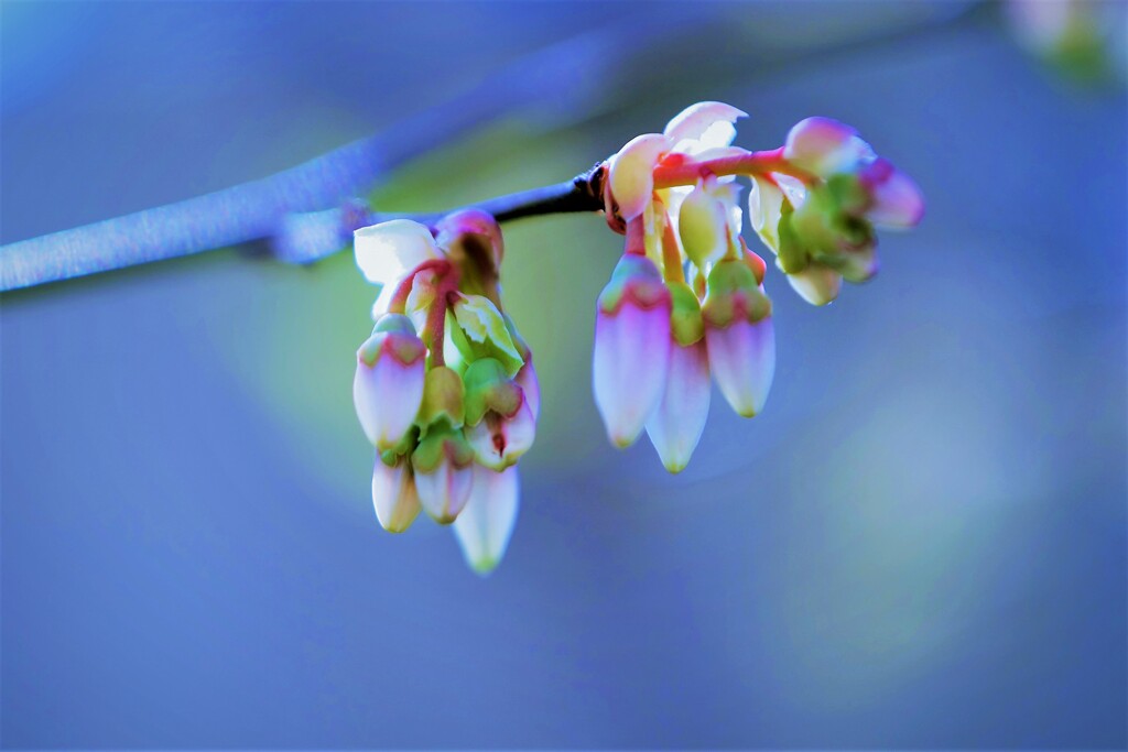 つぼみ～ブルーベリー