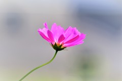 一輪