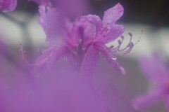 イワツツジ1