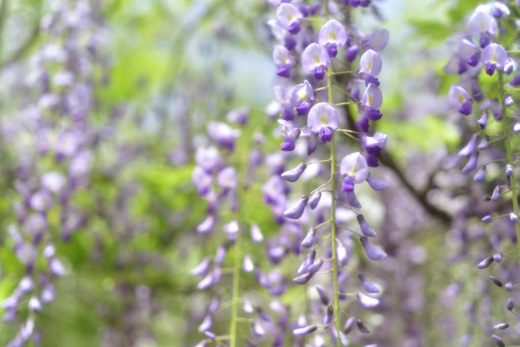 ふじの花
