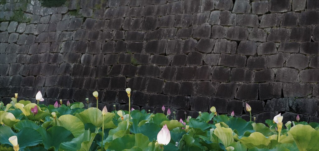 城壁と蓮の花