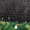城壁と蓮の花