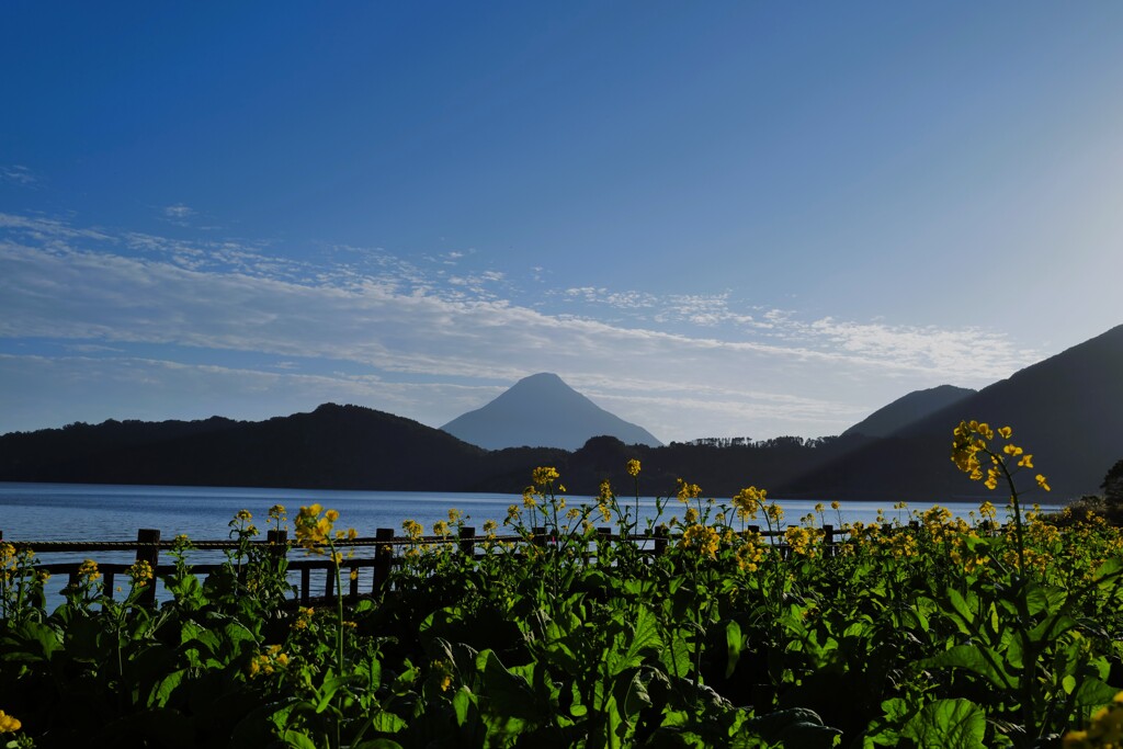菜の花　池田湖　開聞岳