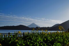 菜の花　池田湖　開聞岳