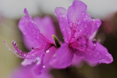 雨に濡れて