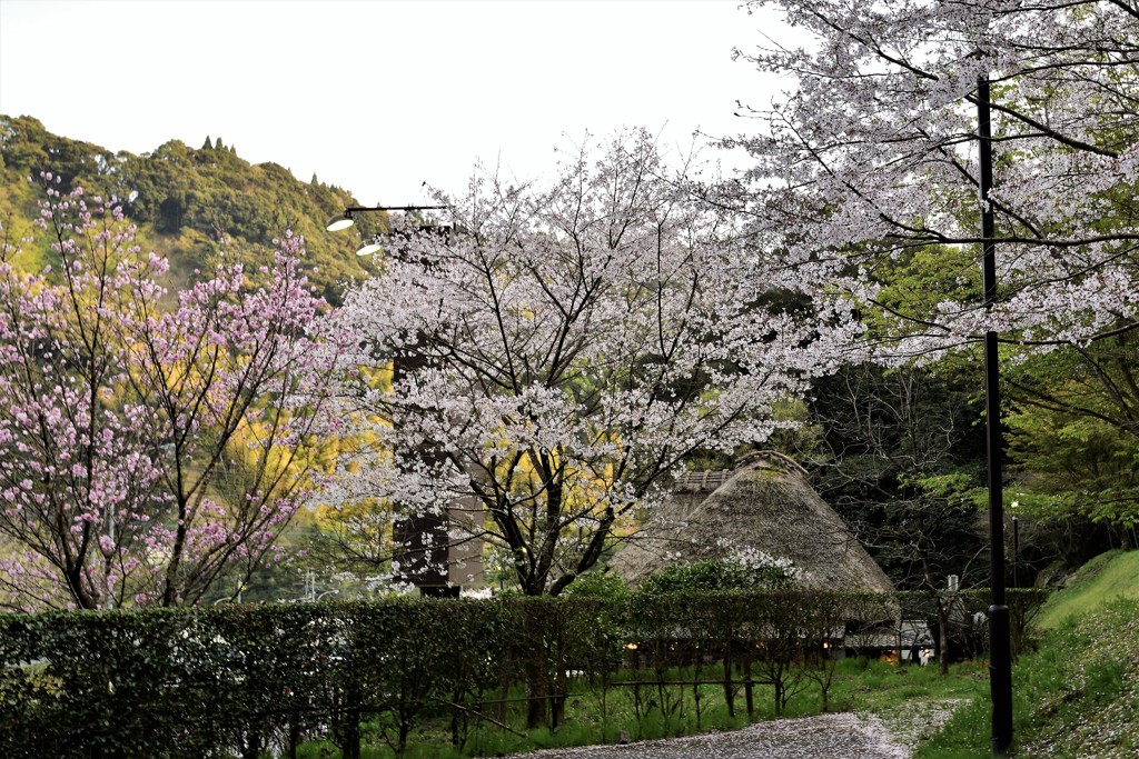 春爛漫