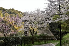 春爛漫