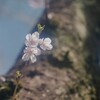 サクラ咲く ５
