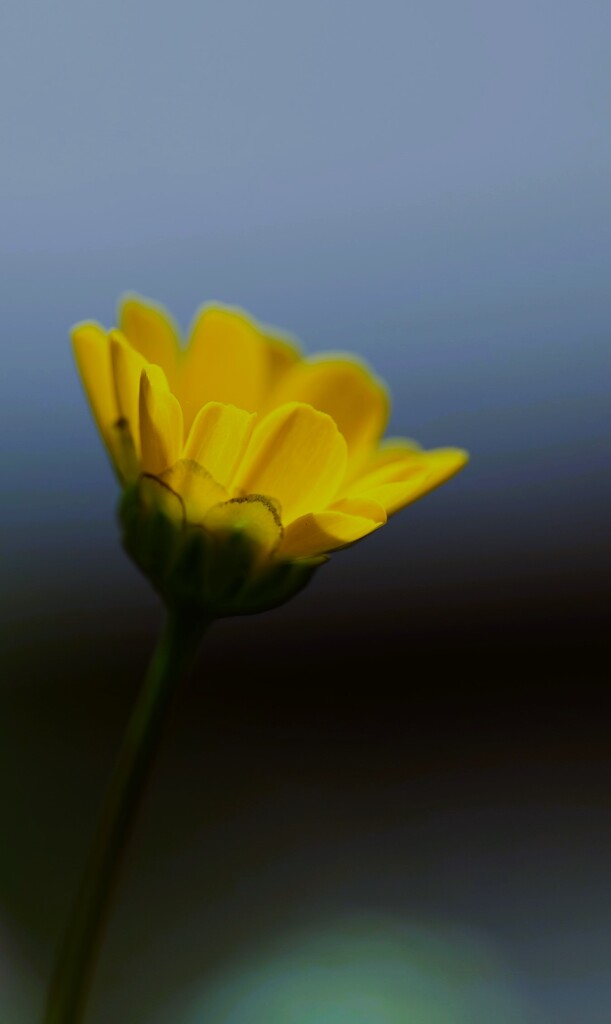 片隅に一輪