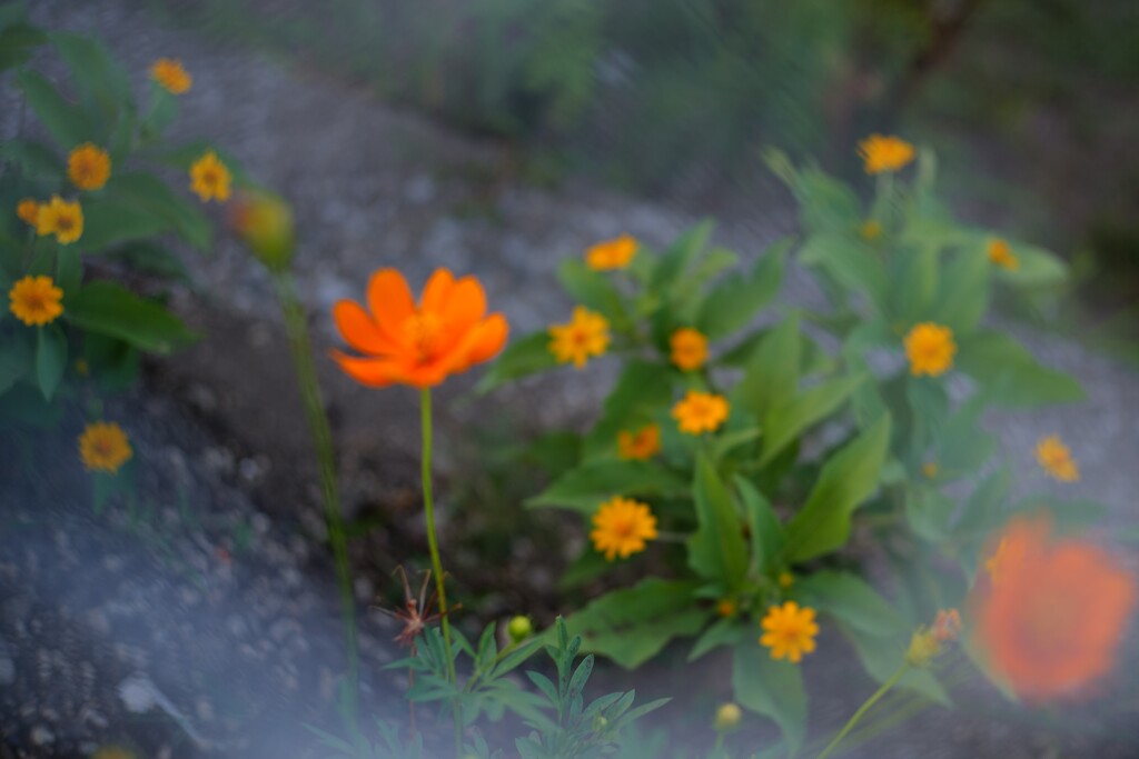 ORANGEorange