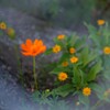 ORANGEorange