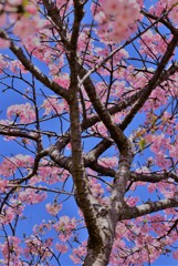 南国の空に伊豆の踊子達の舞