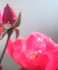 薔薇と氷