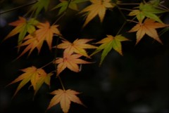 紅 葉
