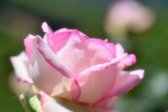 薔薇道15