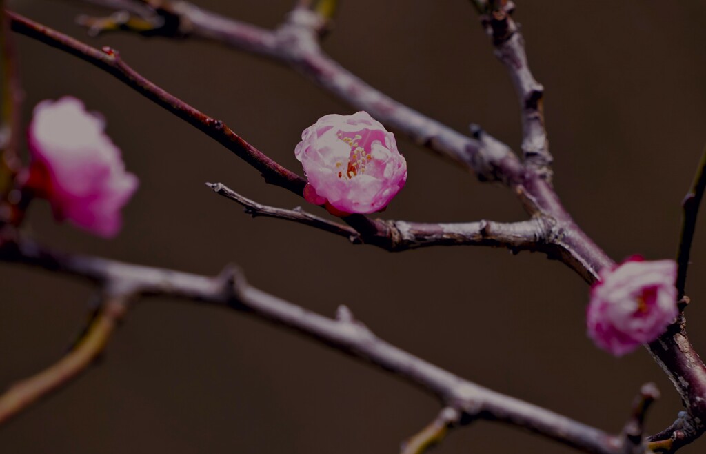 今年の梅
