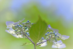 紫陽花13