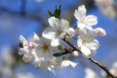 桜に青空