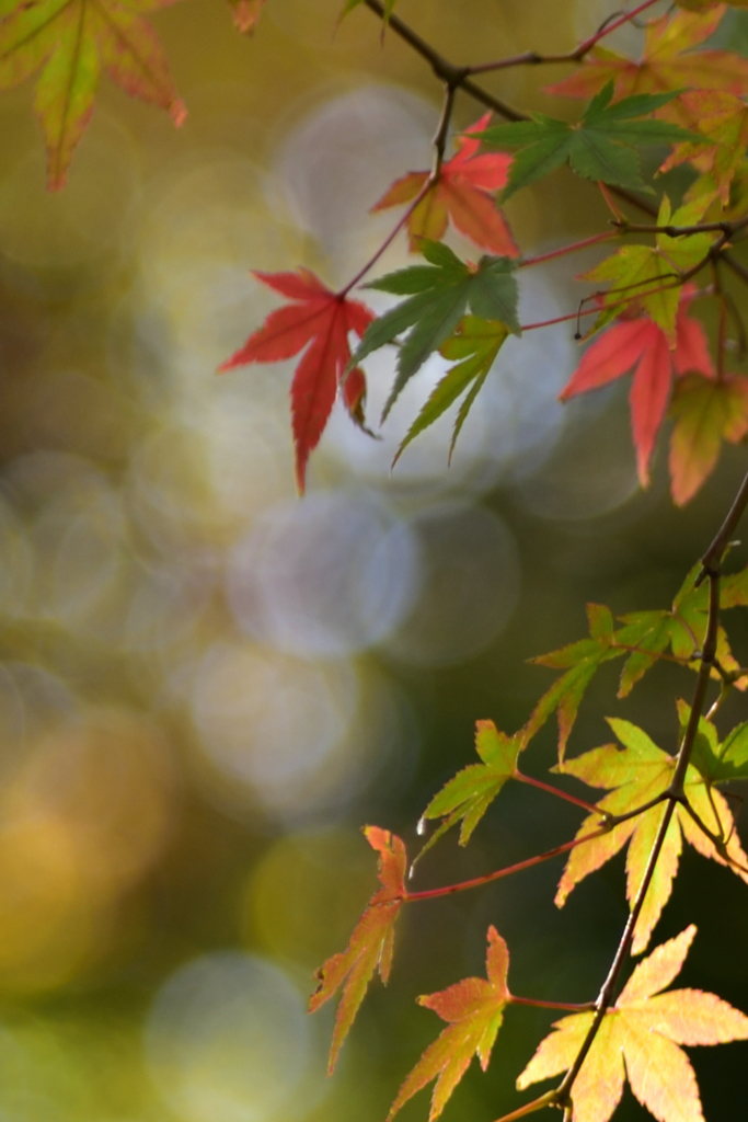 旧古河庭園　今年の秋