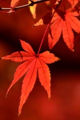 大宰府の秋～完熟の秋