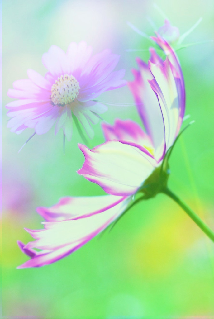 追いかけて2016ver2コスモス