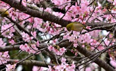 淡いピンクがお似合い