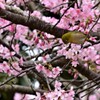 淡いピンクがお似合い