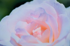 薔薇道7