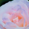 薔薇道7
