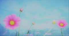 遥か彼方に2016ver1コスモス