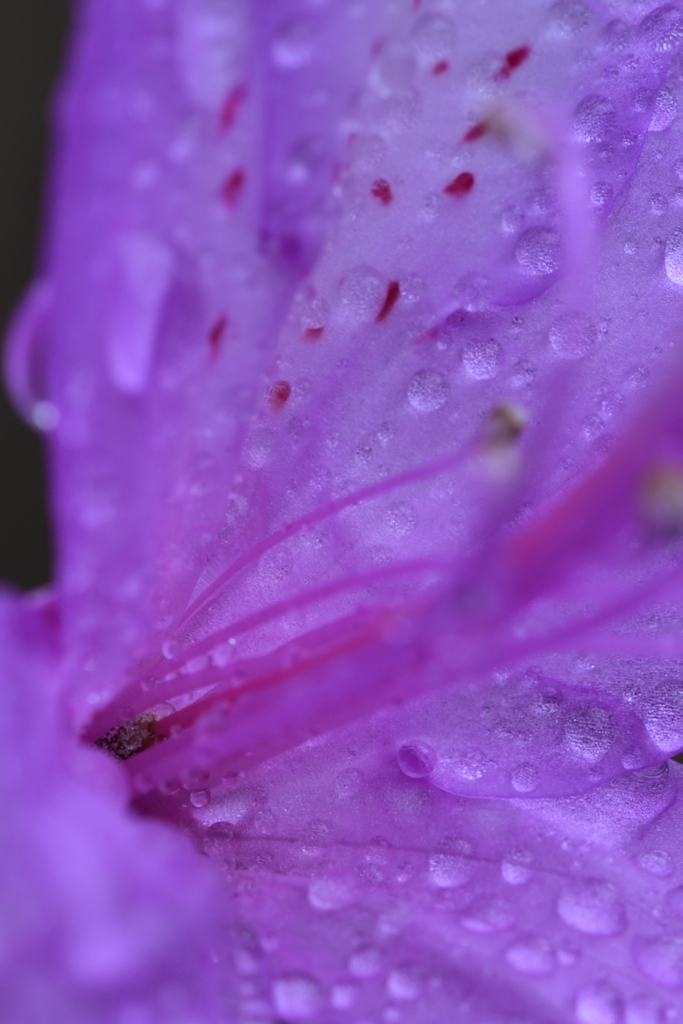岩ツツジ 蜜標と水玉 By Umi Kaze Id 写真共有サイト Photohito 岩ツツジ 蜜標と水玉 By Umi Kaze Id 写真共有サイト Photohito