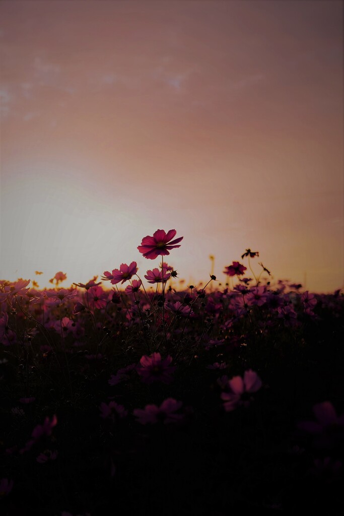 夕陽