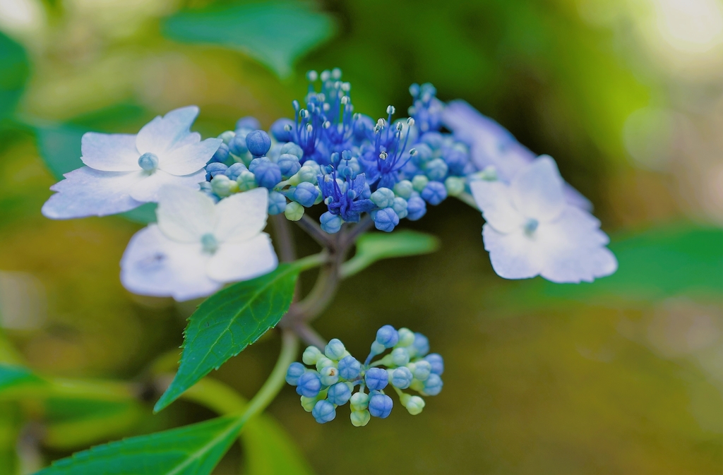 足元の紫陽花