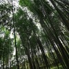竹林に現れた人力車