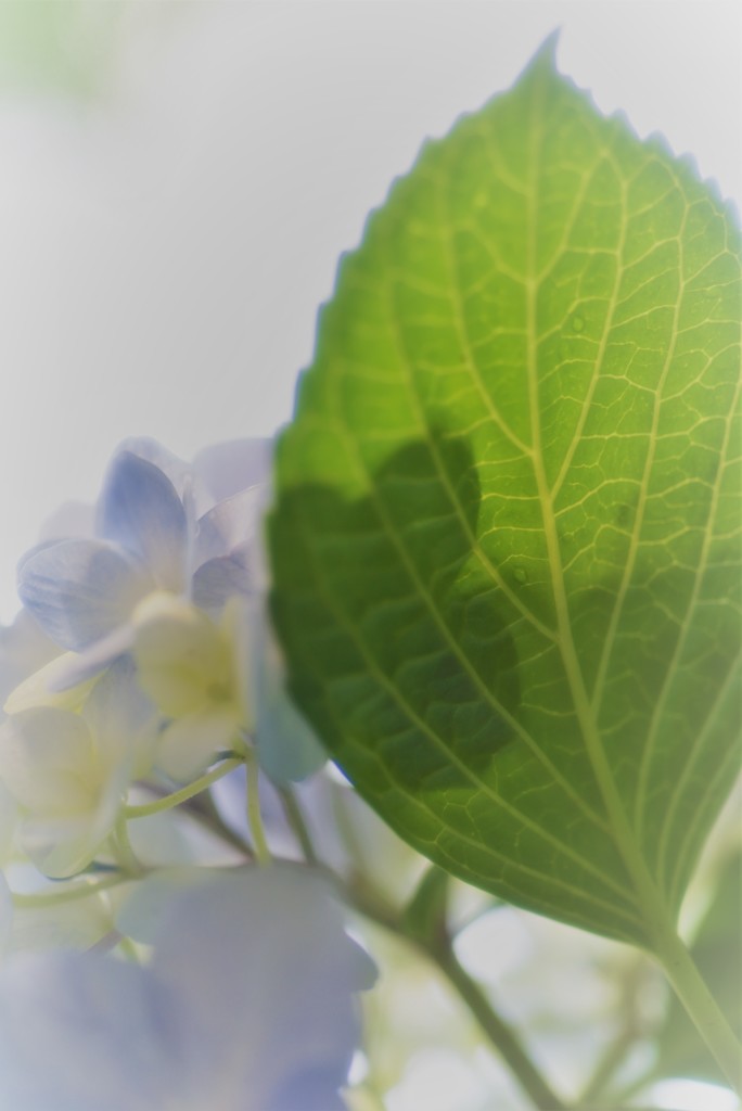 紫陽花の季節～2