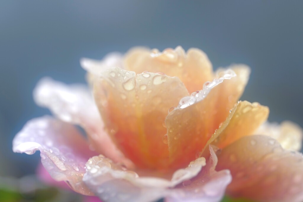 雨の雫と