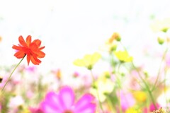 目立ちます