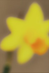 庭先の水仙～切ない、、、