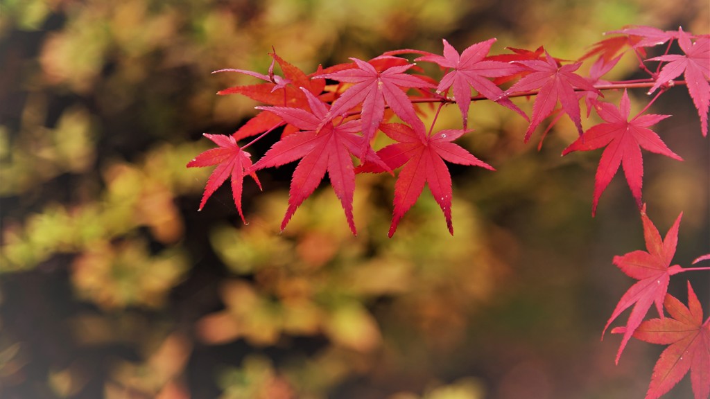 残影~深紅