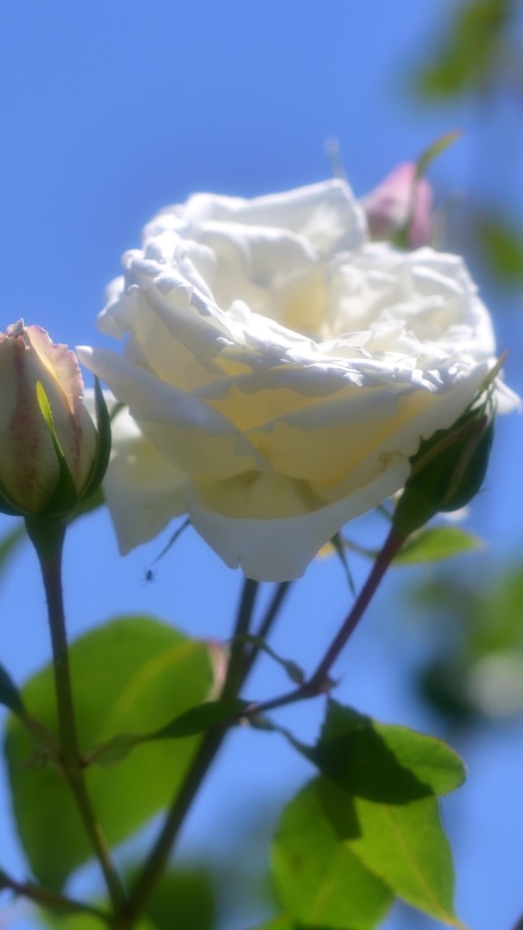 薔薇道12