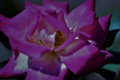 チャールストン