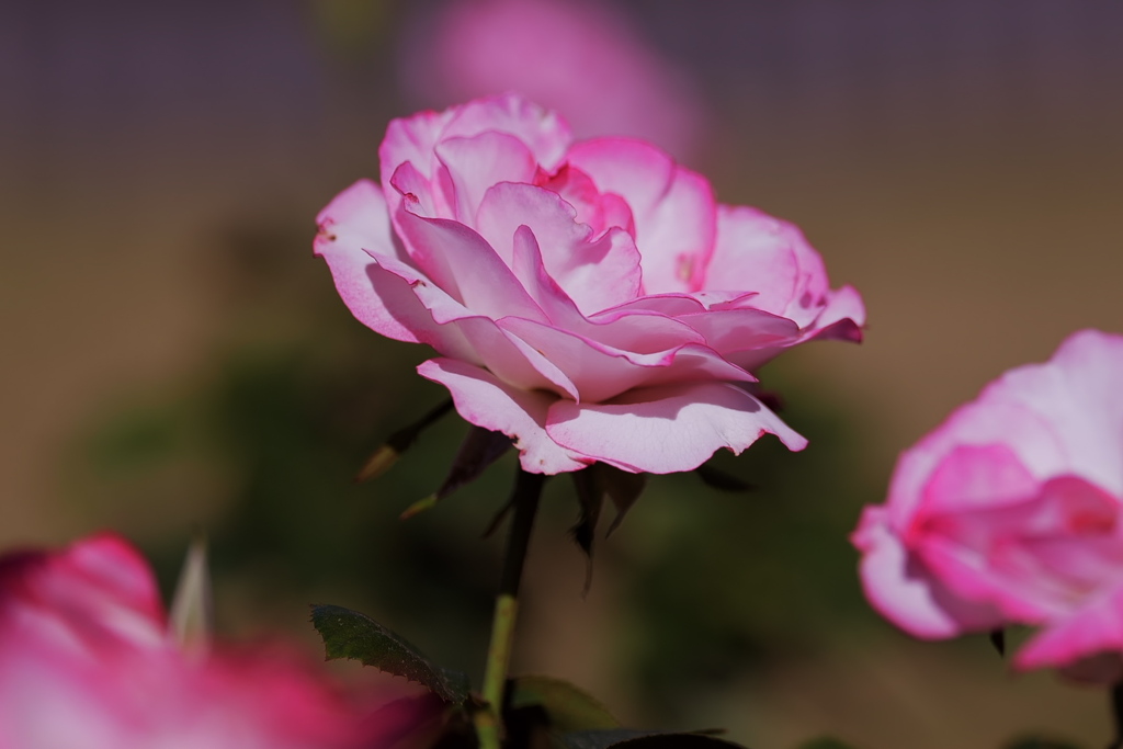 今年最後の薔薇～２