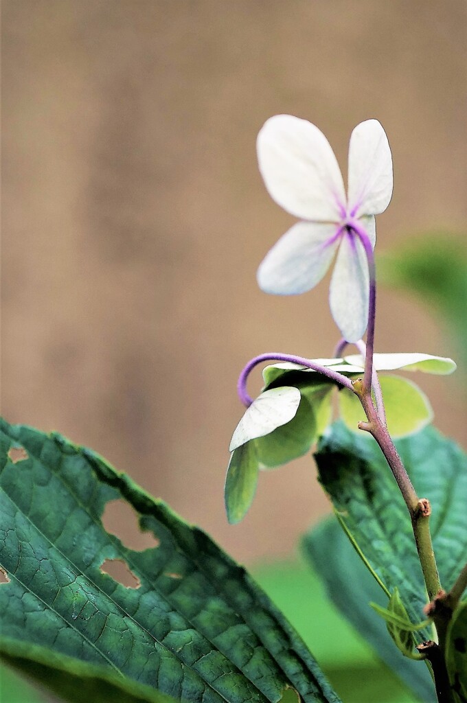 紫陽花の季節が終わる頃