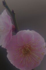 梅の花5