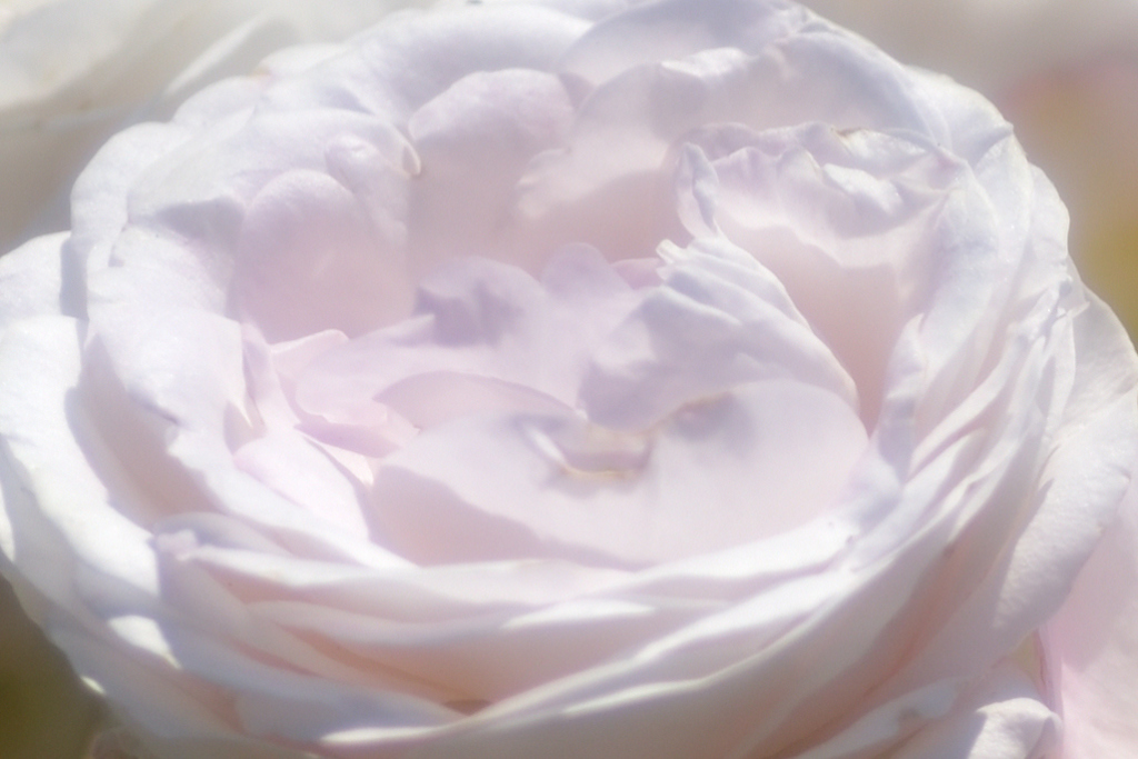薔薇道3