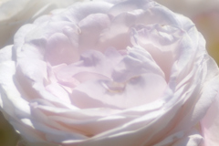 薔薇道3