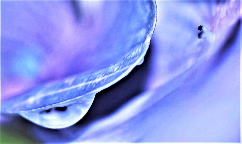紫陽花　一滴+α
