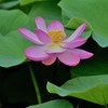 大賀ハス全開
